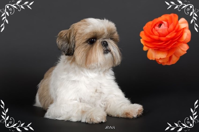 Publication : of Kieu Temple 