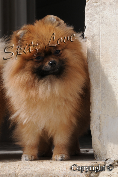 Publication : du Spitz Love Auteur : Spitz Love !