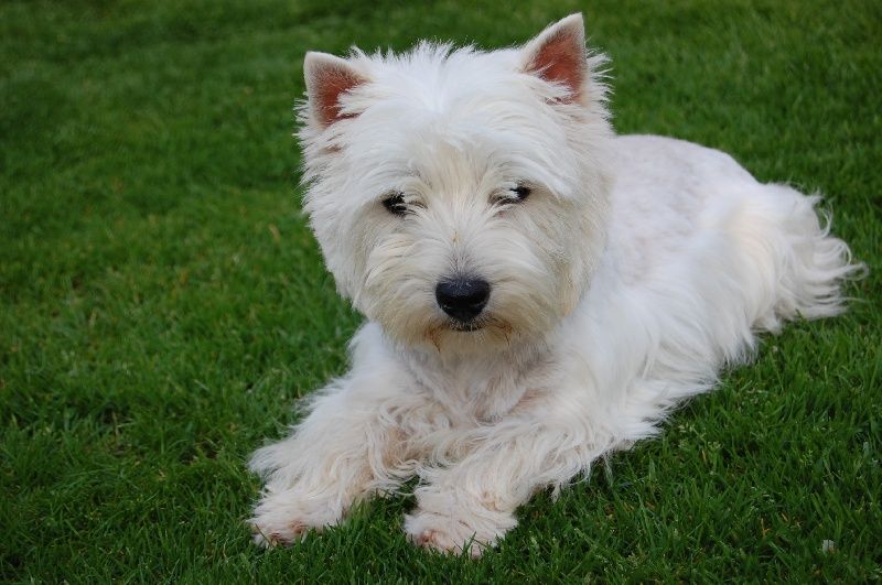 Flore des Périgourdins blancs