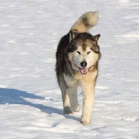Étalon Alaskan Malamute - kinuk's Keep in mind