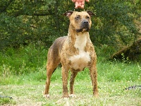 Étalon American Staffordshire Terrier - Harissa very strong Paradise Of Crystal Dogs