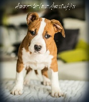 Étalon American Staffordshire Terrier - Lola Amor De Los Amstaffs