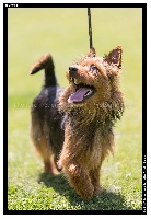 Étalon Australian Terrier - CH. Blue Boomerang Heaven sent