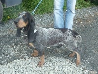 Étalon Basset bleu de Gascogne - Jaguar des vallées longeronnaises