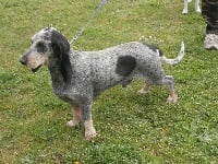 Étalon Basset bleu de Gascogne - Indien deuz hekleo kerpabu