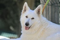 Étalon Berger Blanc Suisse - Good night white di u Vecchiu