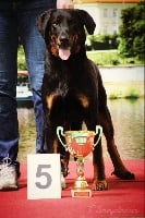 Étalon Berger de Beauce - CH. Jacqueline blackgorge