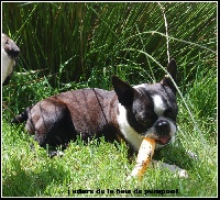 Étalon Boston Terrier - J'adore De la baie de pempoul