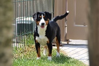 Étalon Bouvier de l'Entlebuch - CH. Bonnie z' zamkowego grodu