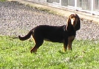 Étalon Bruno du Jura type Bruno - Gilda Titre Initial