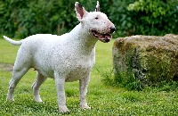 Étalon Bull Terrier - I like diamond Tale Of Love