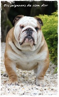 Étalon Bulldog Anglais - Irresistible casanova des Seigneurs du clan d'or