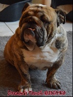 Étalon Bulldog Anglais - Dream's Touch Hinako