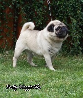 Étalon Carlin - Pretty-maggie ciko