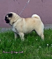 Étalon Carlin - Belle Treasure Of Varga