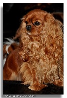 Étalon Cavalier King Charles Spaniel - royal sweethearts Unique
