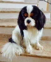 Étalon Cavalier King Charles Spaniel - vom netzer althof Gabriel