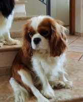 Étalon Cavalier King Charles Spaniel - Diola's Redheart Julia