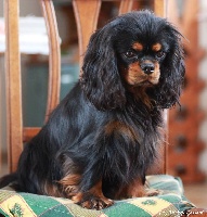 Étalon Cavalier King Charles Spaniel - Diola's Redheart Iris