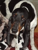 Étalon Chien courant suisse - Gala Des hauts d'en maze