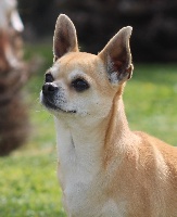 Étalon Chihuahua - Jacqueline Del pasador