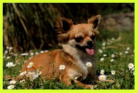 Étalon Chihuahua - Gaby de l'oustal d'eloi