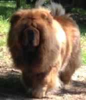 Étalon Chow Chow - Fuji-san Heilung Kiang