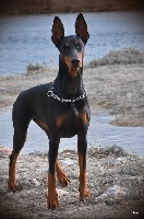 Étalon Dobermann - Hades (Sans Affixe)