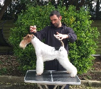 Étalon Fox Terrier Poil Dur - CH. random Radioactive