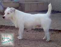 Étalon Jack Russell Terrier - Ieloo de l'antre des jacks
