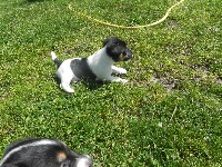 Étalon Jack Russell Terrier - Lascar De L'isle Au Reflet D'or