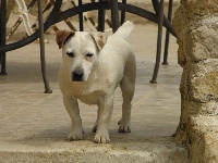 Étalon Jack Russell Terrier - Darling love de L'Etang de Freville