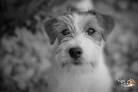 Étalon Jack Russell Terrier - Grandis Silva Jullabaloo amber