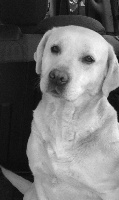Étalon Labrador Retriever - Fluorine des Perles d'Alaric