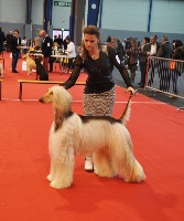 Étalon Levrier afghan - CH. Houston de la Vallée du Diamant Bleu