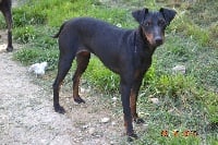 Étalon Manchester Terrier - CH. Jade De L'Elite Noir Et Feu