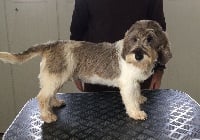 Étalon Petit Basset griffon vendeen - Judy des Bords de L'Anse