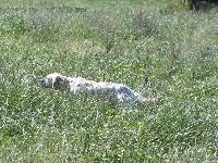 Étalon Setter Anglais - Genotte Des Sous Bois Des Avens