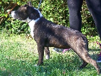 Étalon Staffordshire Bull Terrier - Jana des gardiends de l ame celte