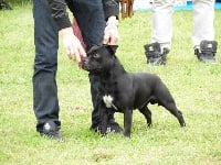 Étalon Staffordshire Bull Terrier - CH. G'tyson (Sans Affixe)