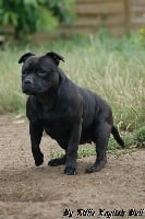 Étalon Staffordshire Bull Terrier - I'm so cute D'elle De La Crique