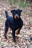 Étalon Terrier de chasse allemand - Jazzy Des Hardis Gaillards D'Artémis