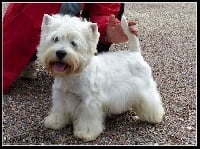 Étalon West Highland White Terrier - Just for me du domaine du val de lucy