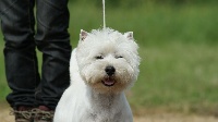 Étalon West Highland White Terrier - It's for me not for you dit irko du vallon des Aures