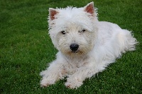 Étalon West Highland White Terrier - Flore des Périgourdins blancs
