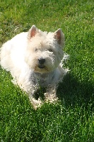 Étalon West Highland White Terrier - Hippy De la chalerie