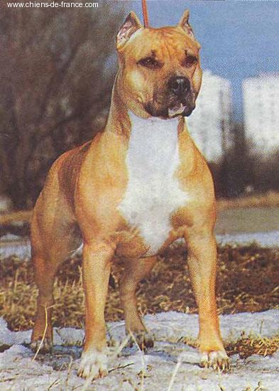 CH. Allast Tina byutiful