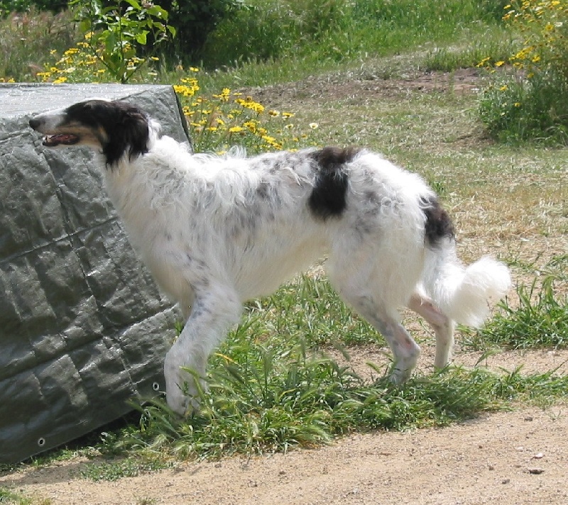 Publication : Silvergrey Auteur : Silvergrey