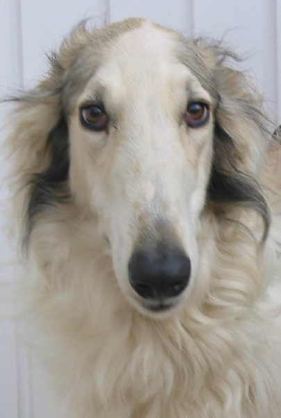 Publication : Silvergrey Auteur : Silvergrey