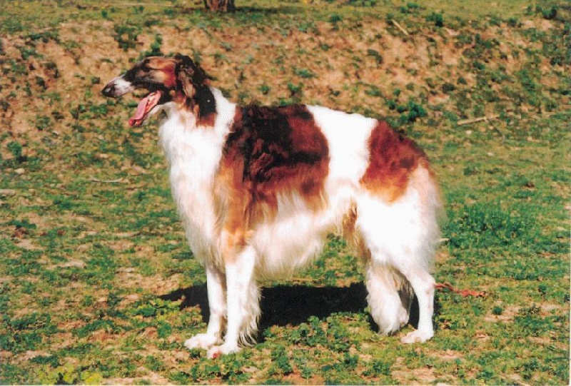 Publication : Silvergrey Auteur : Silvergrey